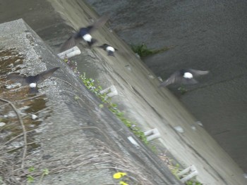 2019年4月21日(日) 恩田川(高瀬橋付近)の野鳥観察記録