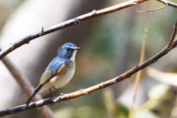 Red-flanked Bluetail 札幌市 Sat, 4/20/2019