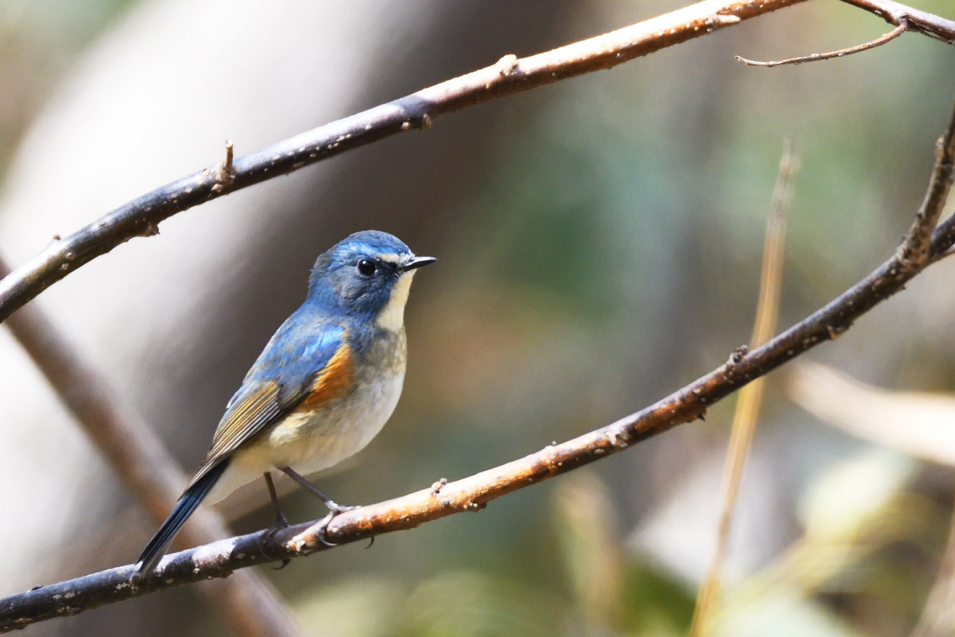 Photo of Red-flanked Bluetail at 札幌市 by mike2475