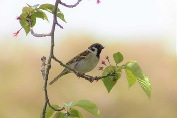 スズメ 引地川親水公園 2019年4月21日(日)