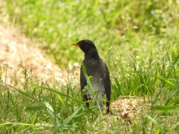 2019年4月21日(日) 神戸市西区の野鳥観察記録