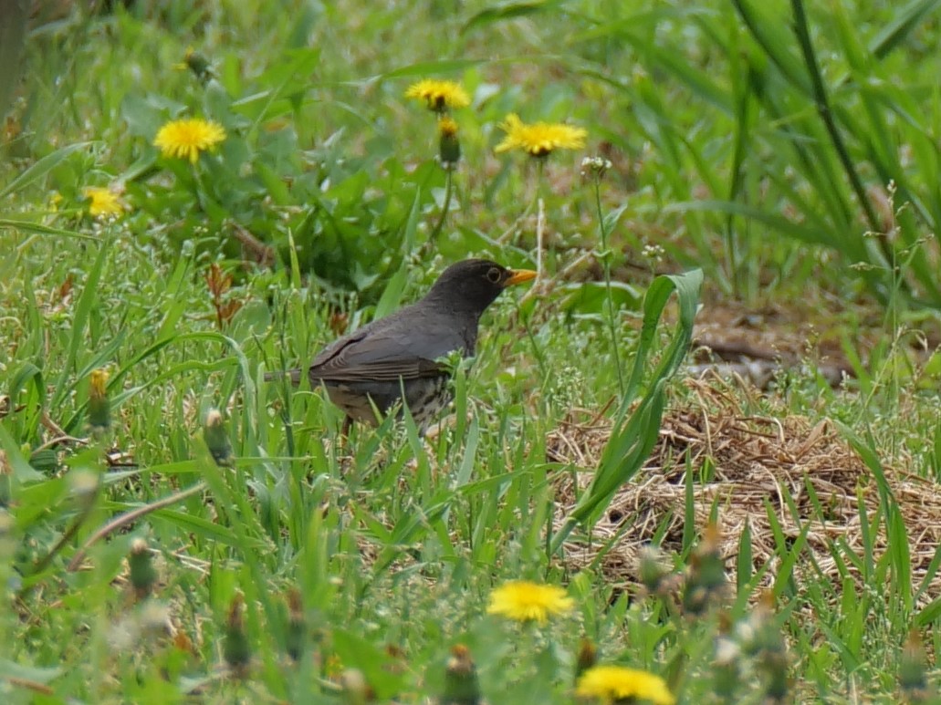 Japanese Thrush