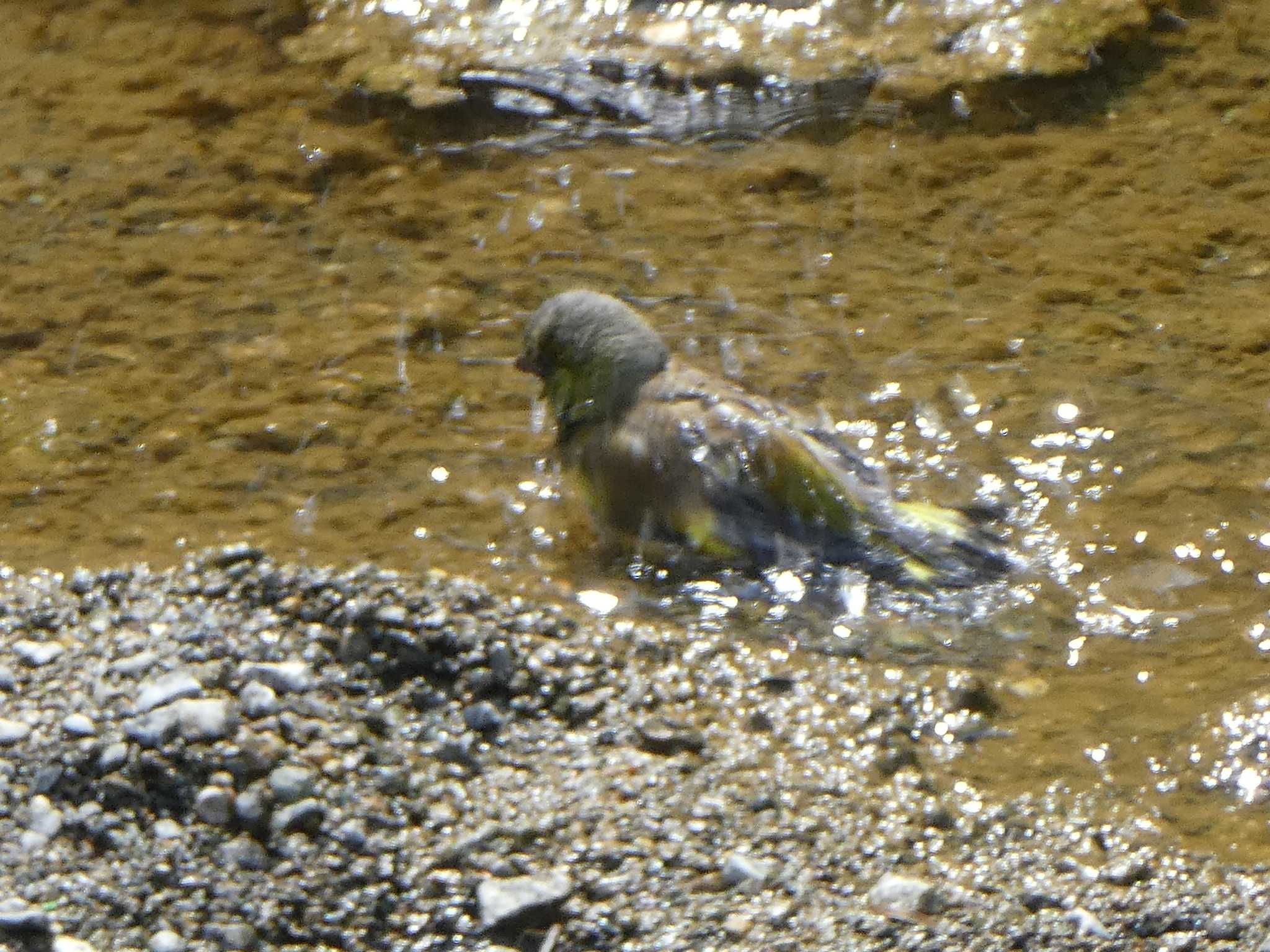 カワラヒワ