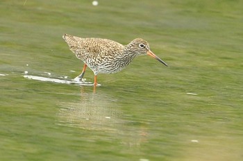 Common Redshank 与根の三角池 Sat, 4/20/2019