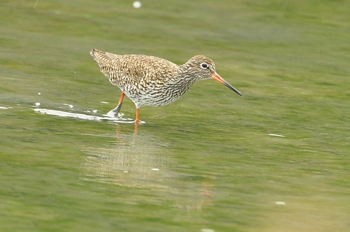 Photo of Common Redshank at 与根の三角池 by あやぱに