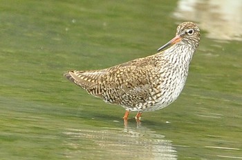 Common Redshank 与根の三角池 Sat, 4/20/2019