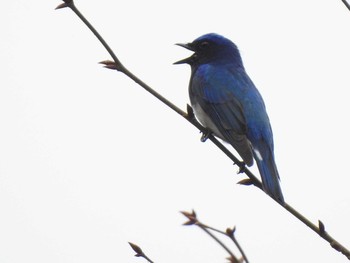 Blue-and-white Flycatcher 段戸裏谷 Sun, 4/21/2019