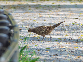 Green Pheasant 芝川第一調節池(芝川貯水池) Sat, 4/20/2019