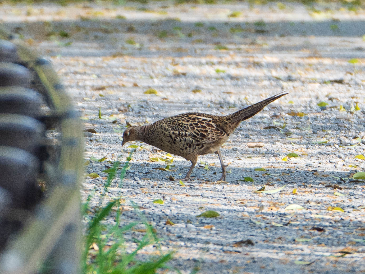 Green Pheasant