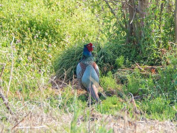 Green Pheasant 芝川第一調節池(芝川貯水池) Sat, 4/20/2019