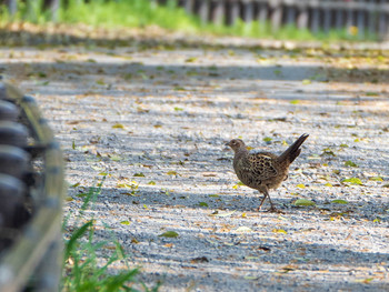 Green Pheasant 芝川第一調節池(芝川貯水池) Sat, 4/20/2019