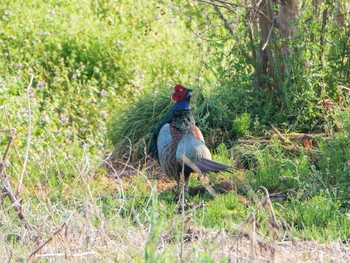 Green Pheasant 芝川第一調節池(芝川貯水池) Sat, 4/20/2019