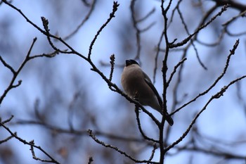 2018年2月11日(日) 水元公園の野鳥観察記録