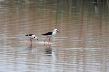 2019年4月21日(日) 谷津干潟の野鳥観察記録