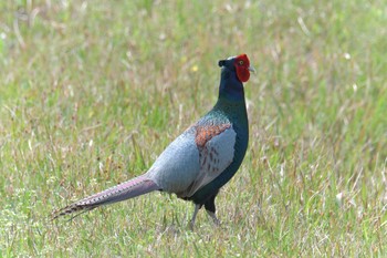 Sun, 4/21/2019 Birding report at Mie-ken Ueno Forest Park