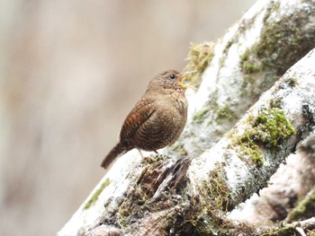 Eurasian Wren 設楽町 Sun, 4/21/2019