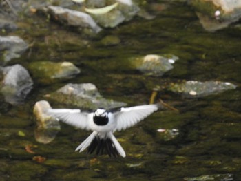 Sun, 4/21/2019 Birding report at 高野川、京都