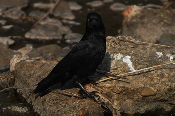 ハシブトガラス 野川 2019年4月20日(土)