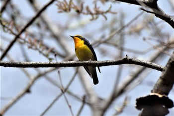 キビタキ 烏川渓谷 2019年4月21日(日)