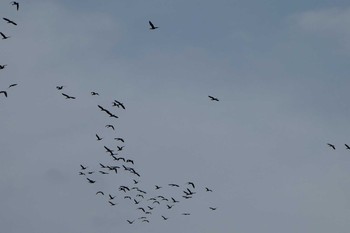 2019年4月21日(日) 相模川の野鳥観察記録