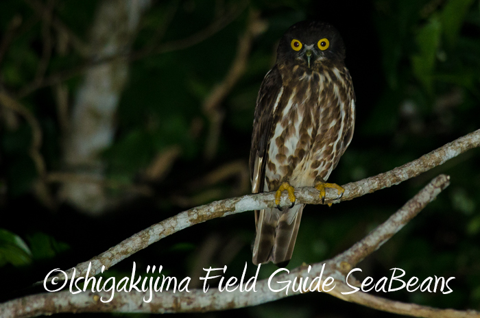 石垣島 リュウキュウアオバズクの写真 by 石垣島バードウオッチングガイドSeaBeans