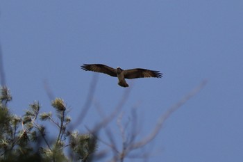 Osprey 秋田県大館市 Thu, 4/18/2019