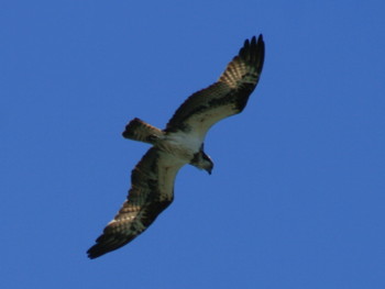 ミサゴ 鳥取港 2019年4月20日(土)