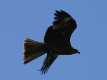 Black Kite 鳥取港 Sat, 4/20/2019