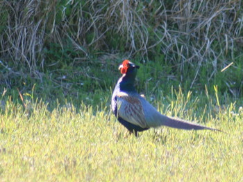 Green Pheasant 鳥取県岩美町 Sat, 4/20/2019