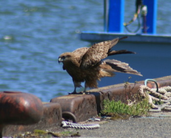 トビ 鳥取港 2019年4月20日(土)