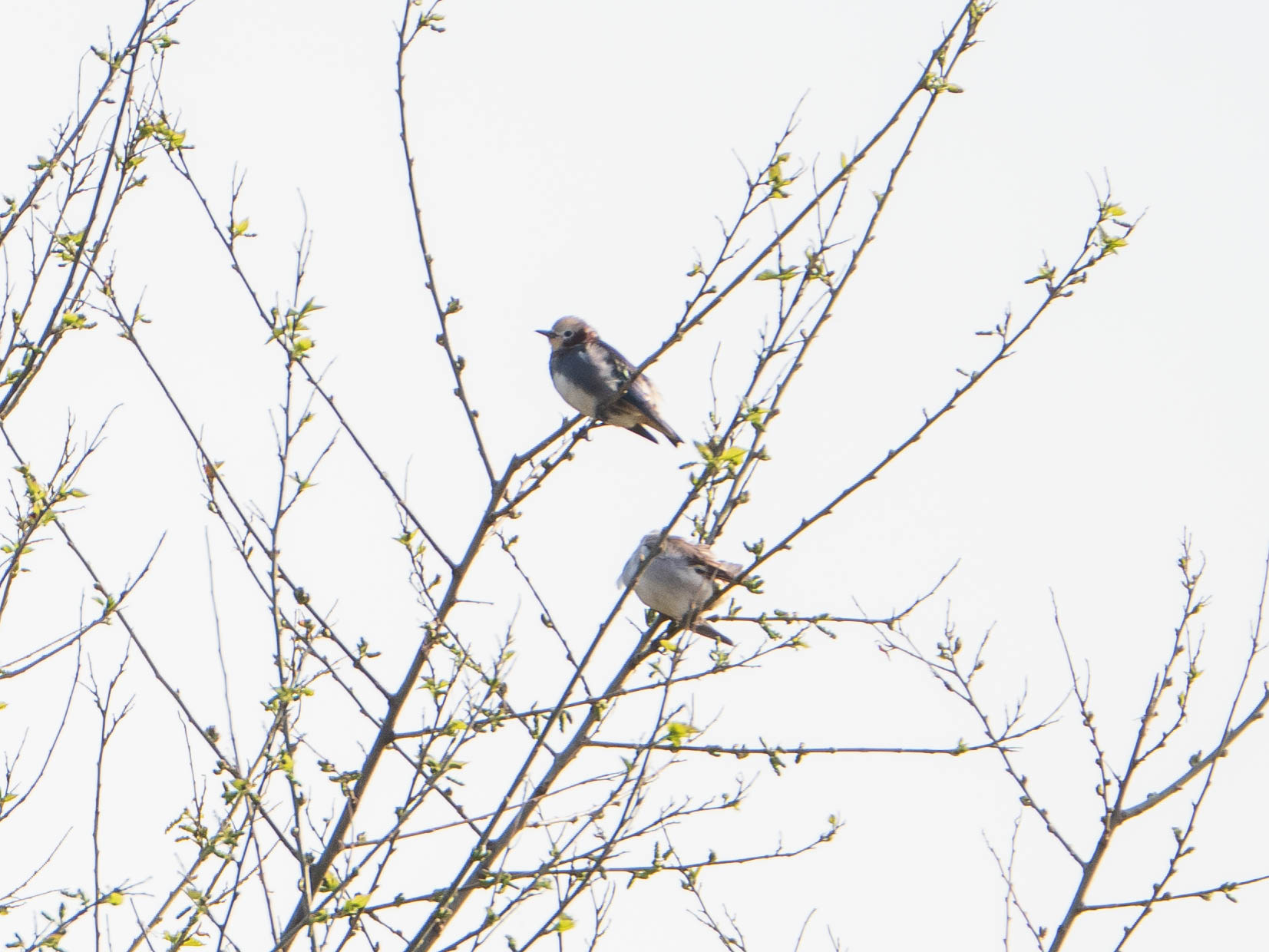 Chestnut-cheeked Starling