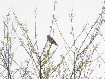 Chestnut-cheeked Starling 芝川第一調節池(芝川貯水池) Sat, 4/20/2019