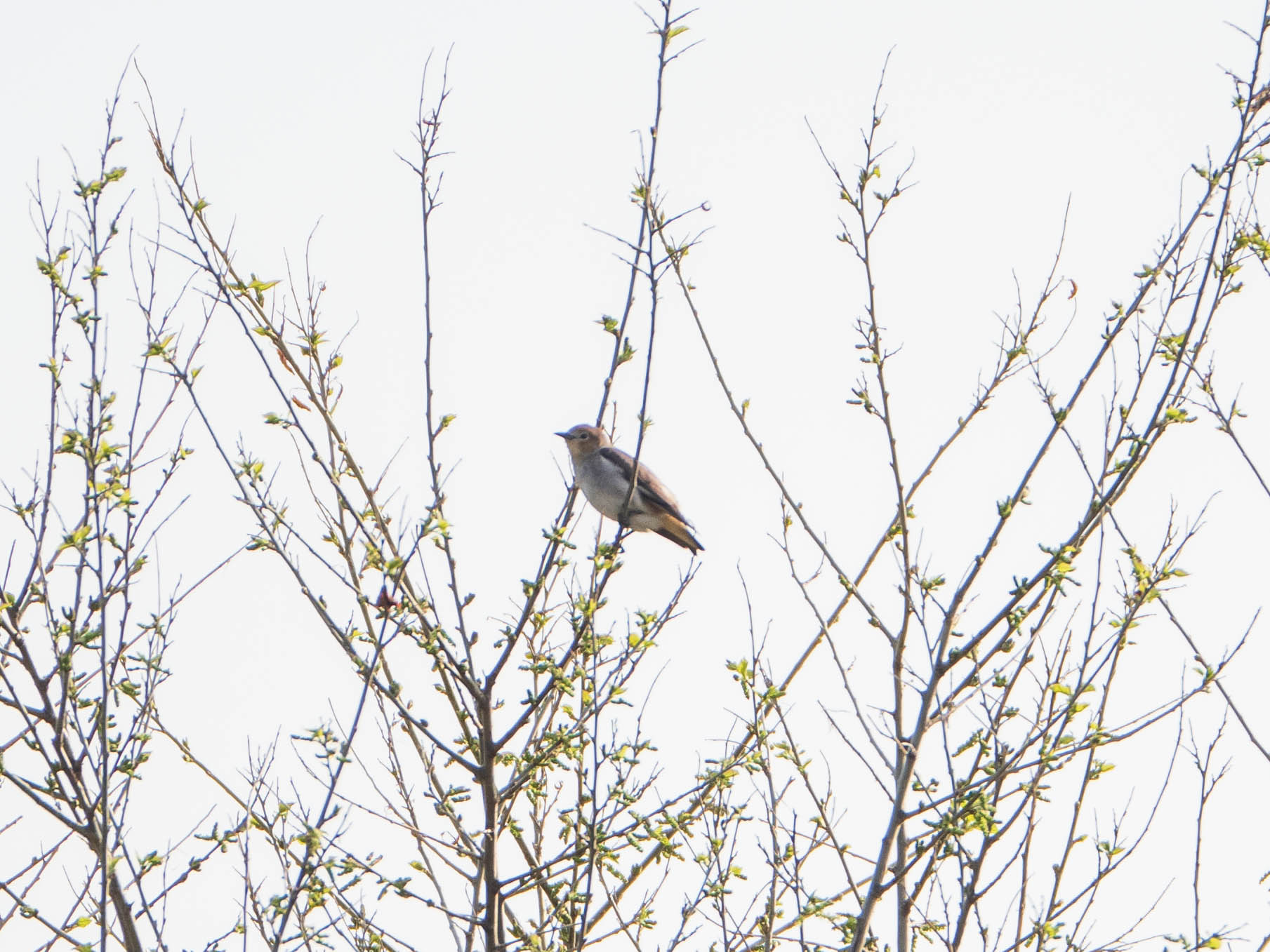 Chestnut-cheeked Starling