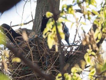 Carrion Crow 芝川第一調節池(芝川貯水池) Sat, 4/20/2019