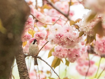 スズメ 芝川第一調節池(芝川貯水池) 2019年4月20日(土)