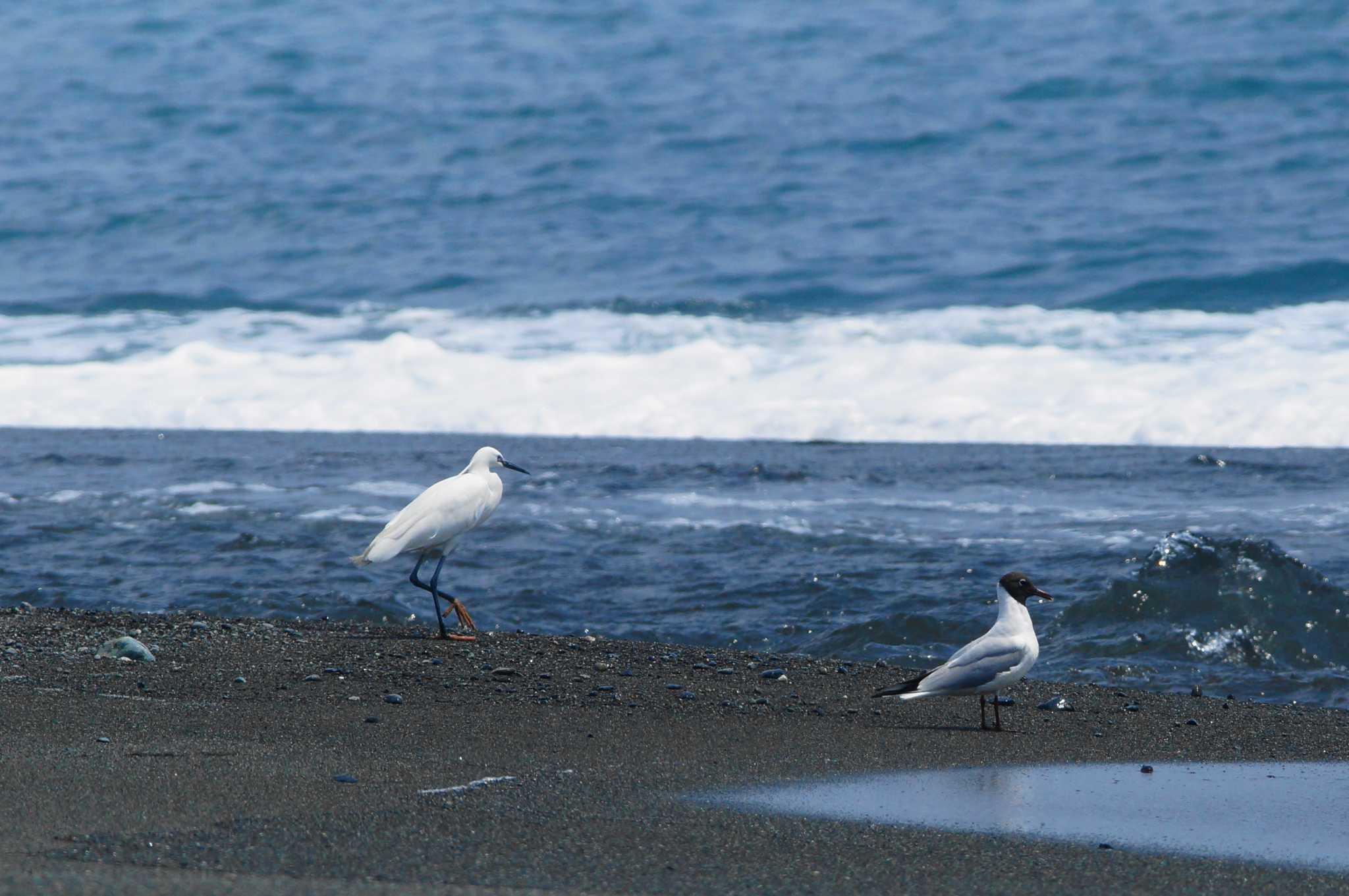 Black-headed Gull