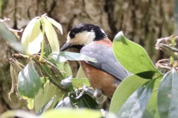 Varied Tit 春日山原始林 Sun, 4/21/2019