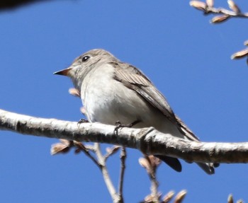 Dark-sided Flycatcher 奈良市水間町 Sat, 4/20/2019