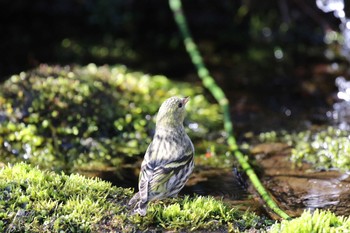 マヒワ 北海道 函館市 見晴公園 2019年4月21日(日)