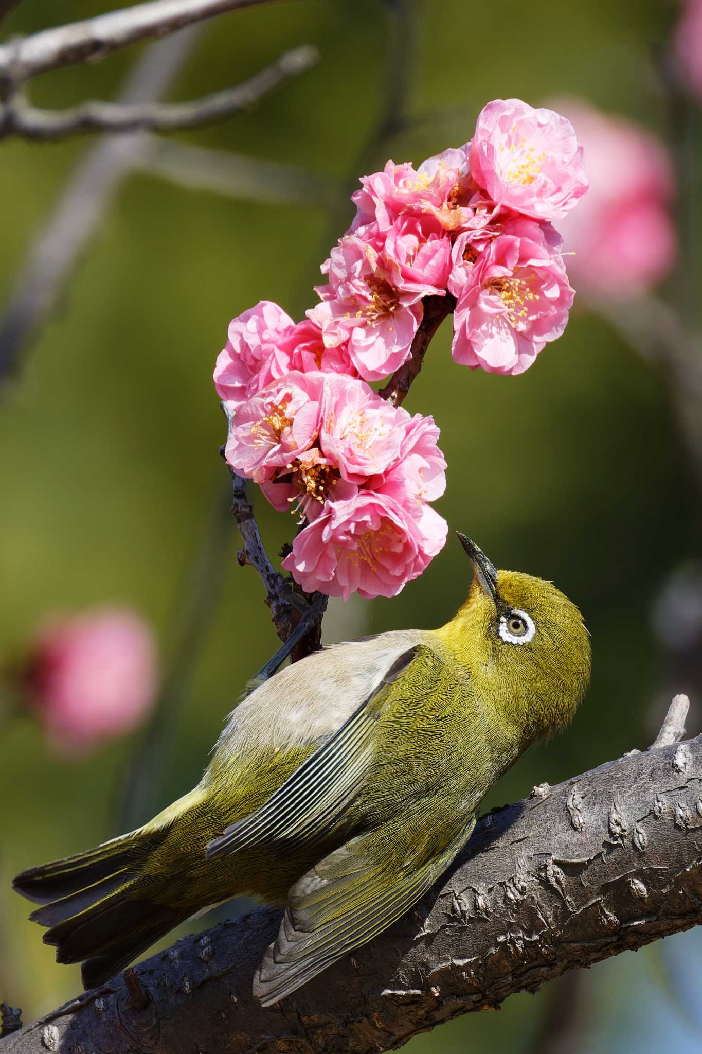 2025年3月8日(土) 秋ヶ瀬公園の野鳥観察記録 by kazu_in_ 2025年3月8日(土) 秋ヶ瀬公園の野鳥観察記録 by kazu_in_