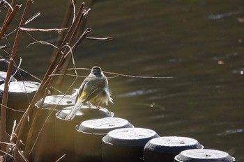 2018年2月12日(月) 明治神宮の野鳥観察記録