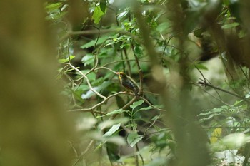 ソウシチョウ 竜門渓谷 2018年6月4日(月)