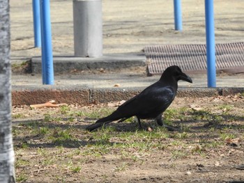 ハシブトガラス 札幌 2019年4月22日(月)