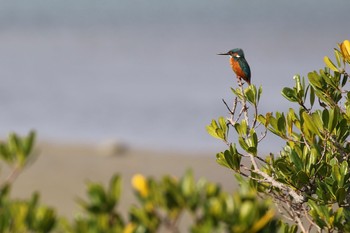 カワセミ 沖縄県豊見城市 2018年2月26日(月)