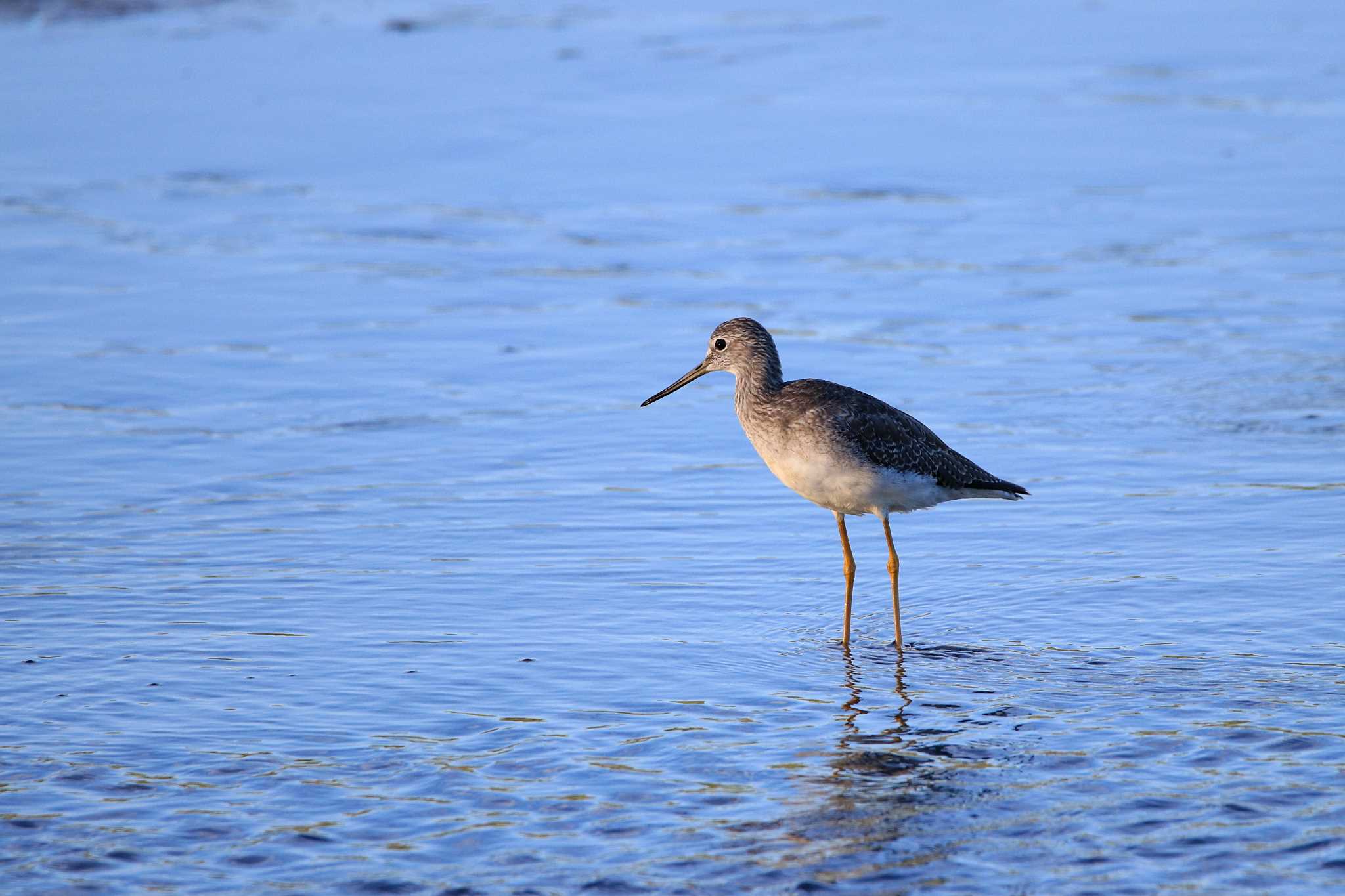 Photo of Greater Yellowlegs at San Jose Estuary(Mexico) by とみやん