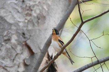 2019年4月20日(土) 砧公園の野鳥観察記録