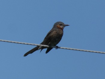 Brown-eared Bulbul(ogawae) Yoron Island Mon, 4/22/2019