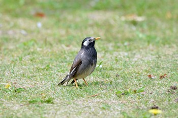 2019年4月22日(月) 大高緑地公園（名古屋市緑区）の野鳥観察記録