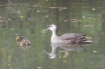 カルガモ 有栖川宮記念公園 2019年4月22日(月)