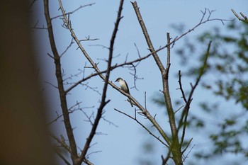 サンショウクイ 東京都多摩地域 2019年4月21日(日)